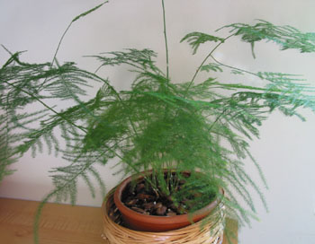 راهنمای نگهداری و پرورش گیاهان آپارتمانی - اسپاراگوس ستاسیوس